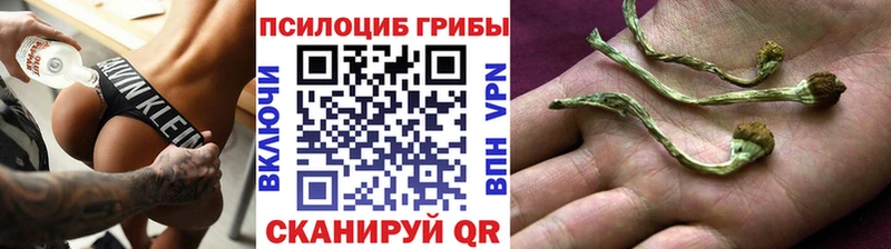Псилоцибиновые грибы Psilocybe  даркнет сайт  Холм 